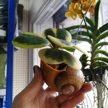 Hoya kerrii