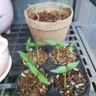 Capsicum Annuum 'Serrano'
