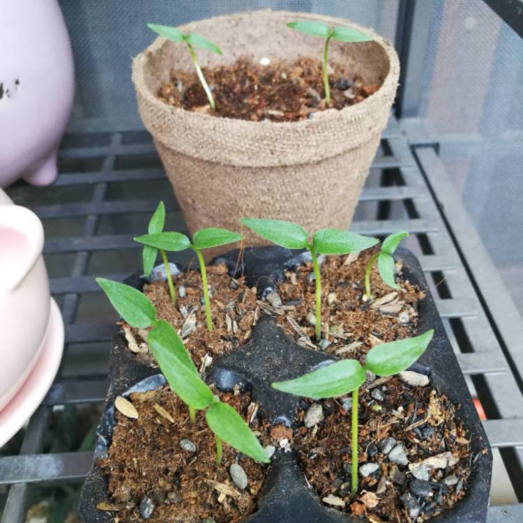 Plant image Capsicum Annuum 'Serrano'