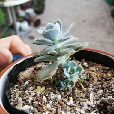 Echeveria