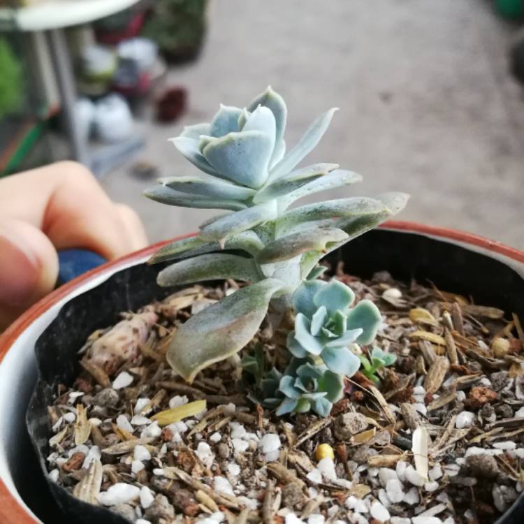 plant image 530580