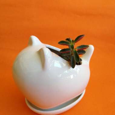Peperomia Graveolens