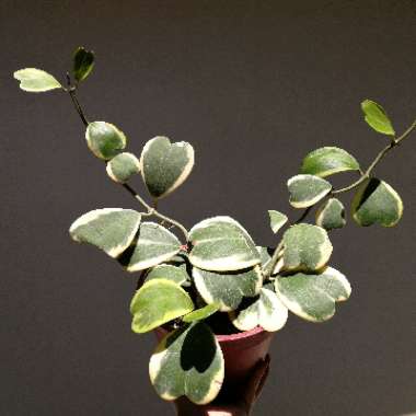 Hoya kerrii
