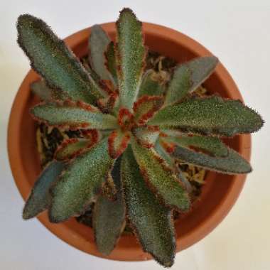 Kalanchoe Tomentosa 'Chocolate Soldier'