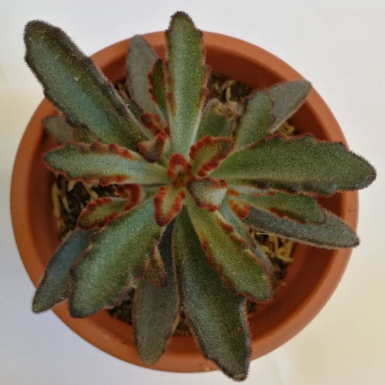 plant image 539389