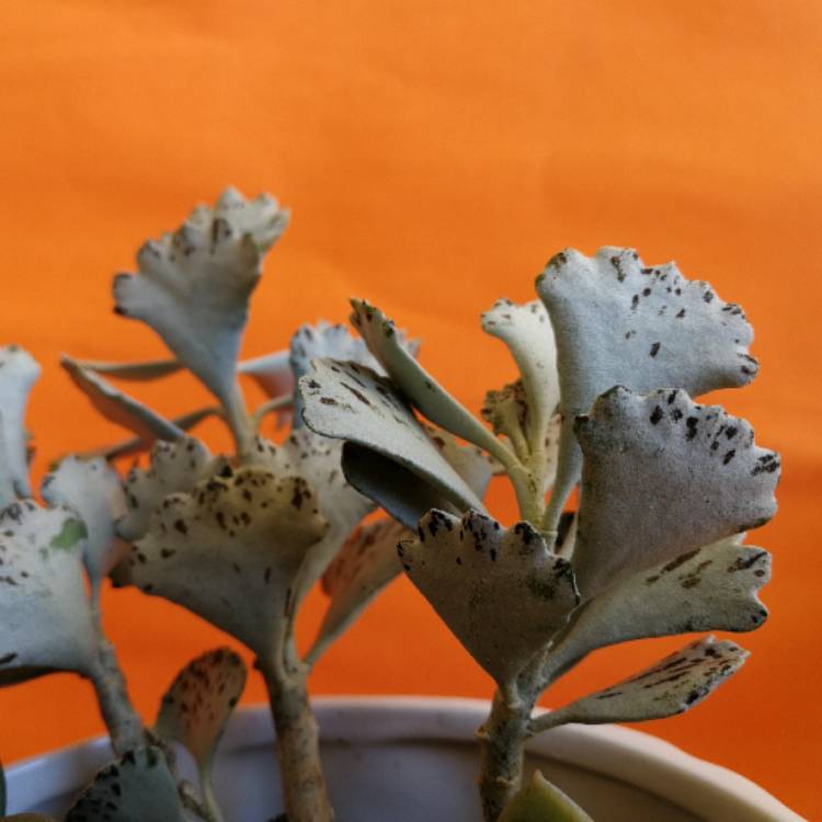 Plant image Kalanchoe rhombopilosa var. rhombopilosa