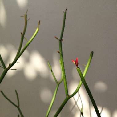Euphorbia tirucalli 'Rosea'