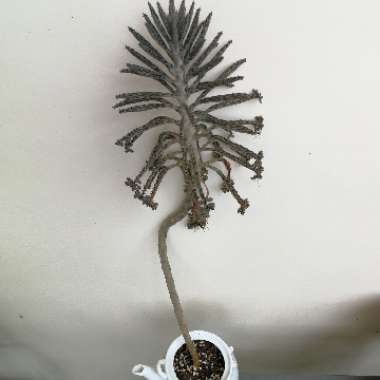 Kalanchoe daigremontiana syn. Bryophyllum daigremontianum