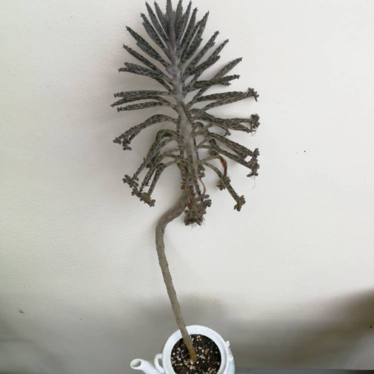 plant image 633058