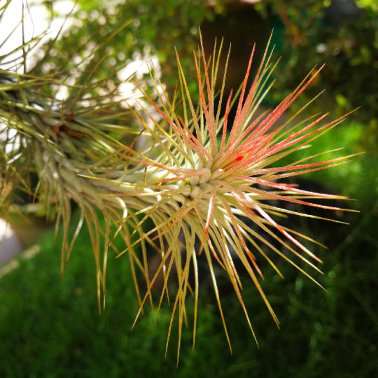 plant image 636339 plant image 636339