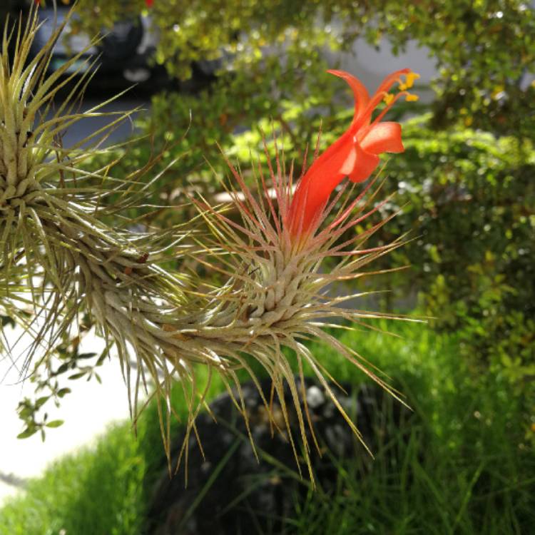 plant image 636616 plant image 636616