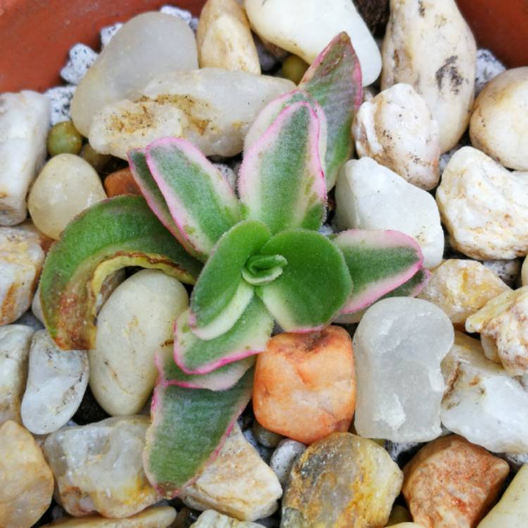 Plant image Crassula coccinea Variegated