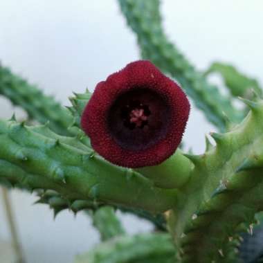 Huernia Schneideriana
