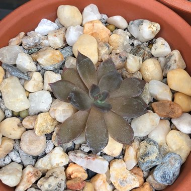 Echeveria Black Prince