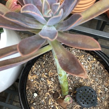 xGraptoveria Fred Ives