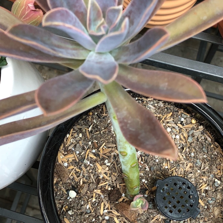 plant image 666444