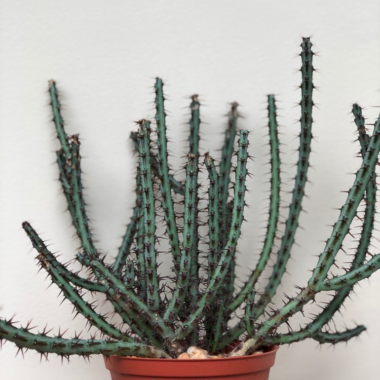 Plant image Euphorbia aeruginosa 'Schweick'