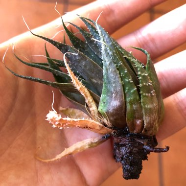 Aristaloe Aristata (formerly Aloe Aristata)