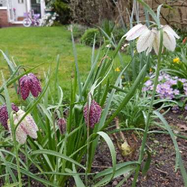 Rod's garden
