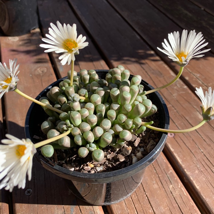 Plant image Fenestraria aurantiaca