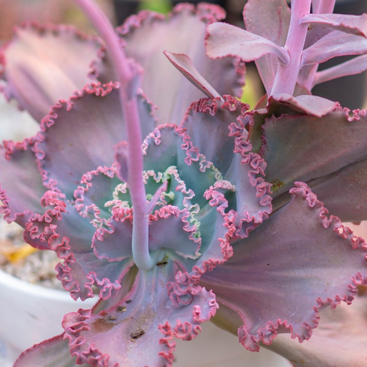 Plant image Echeveria Tutti Frutti