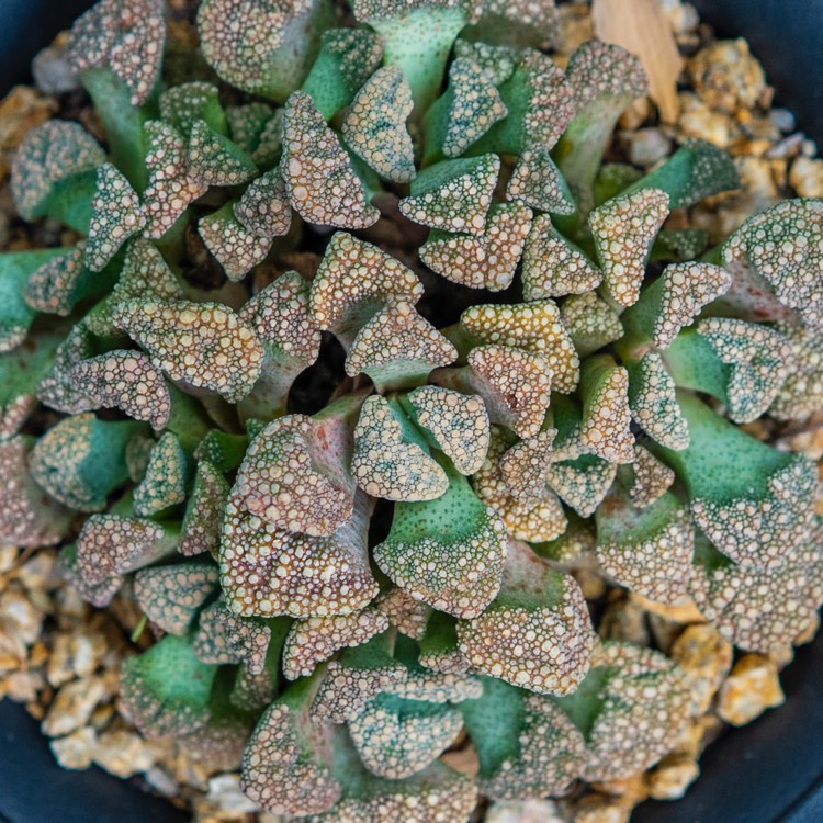 Plant image Titanopsis Calcarea (Living Jewel)