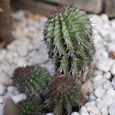Euphorbia horrida