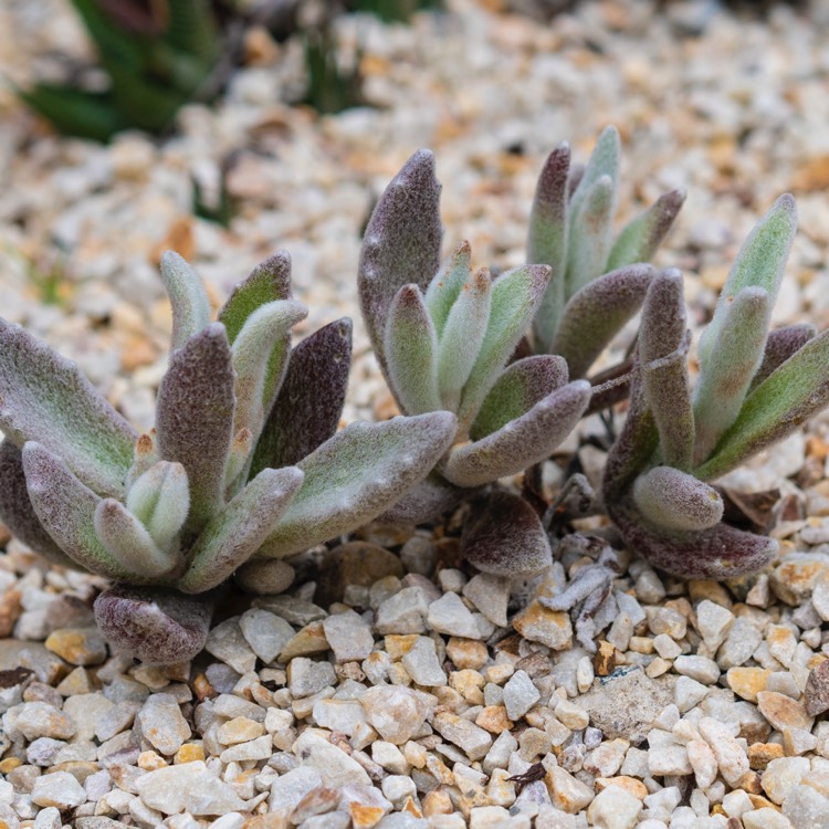 Plant image Kalanchoe eriophylla