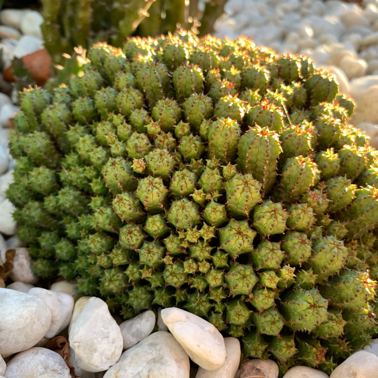 Plant image Euphorbia submammillaris var. pfersdorfii