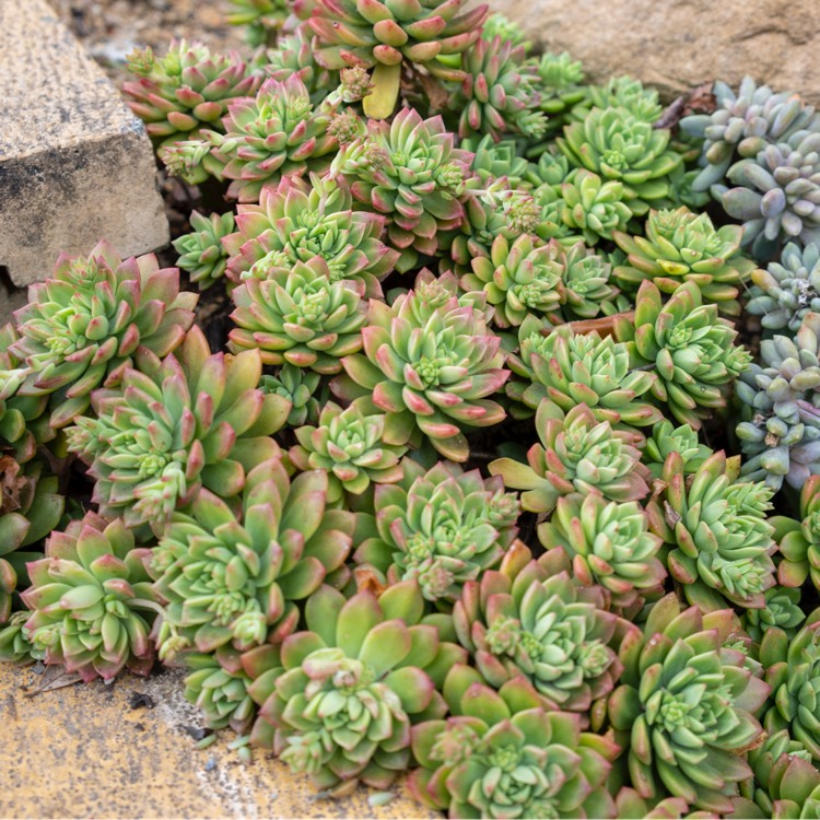 Plant image xSedeveria Maialen