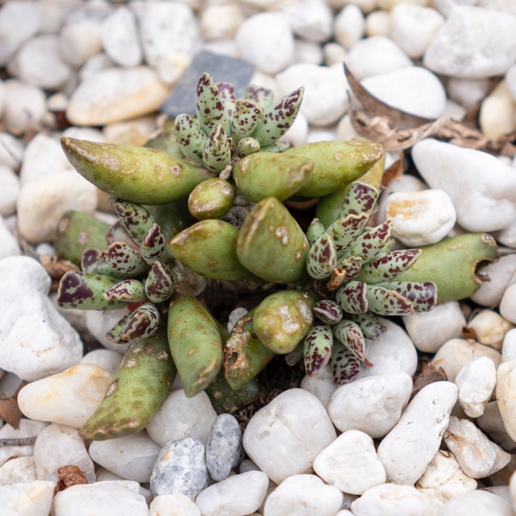 plant image 1154515 plant image 1154515