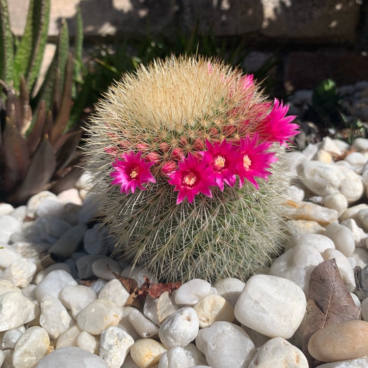 Plant image Mammillaria spinosissima