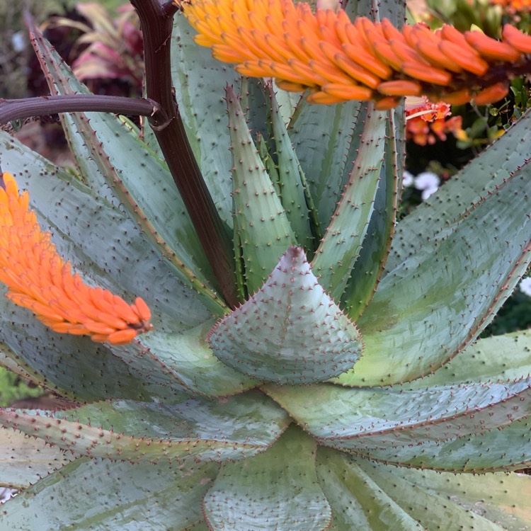 plant image 1159678 plant image 1159678