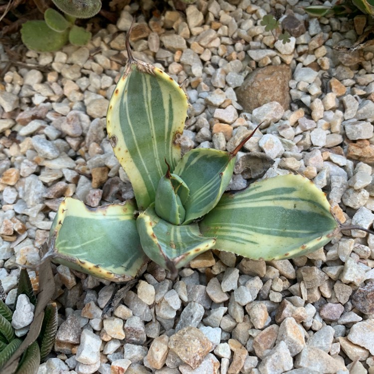 Plant image Agave Parryi Lime Streak