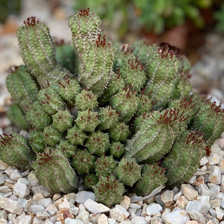 plant image 1178809