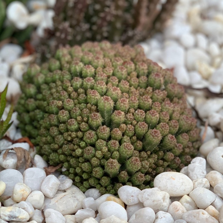 plant image 1178810 plant image 1178810