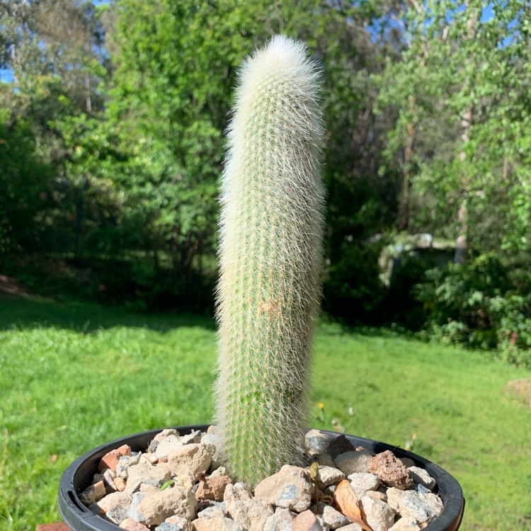 plant image 1186838