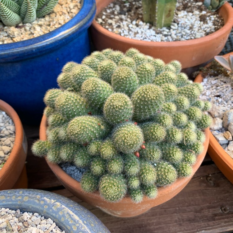 plant image 1187612