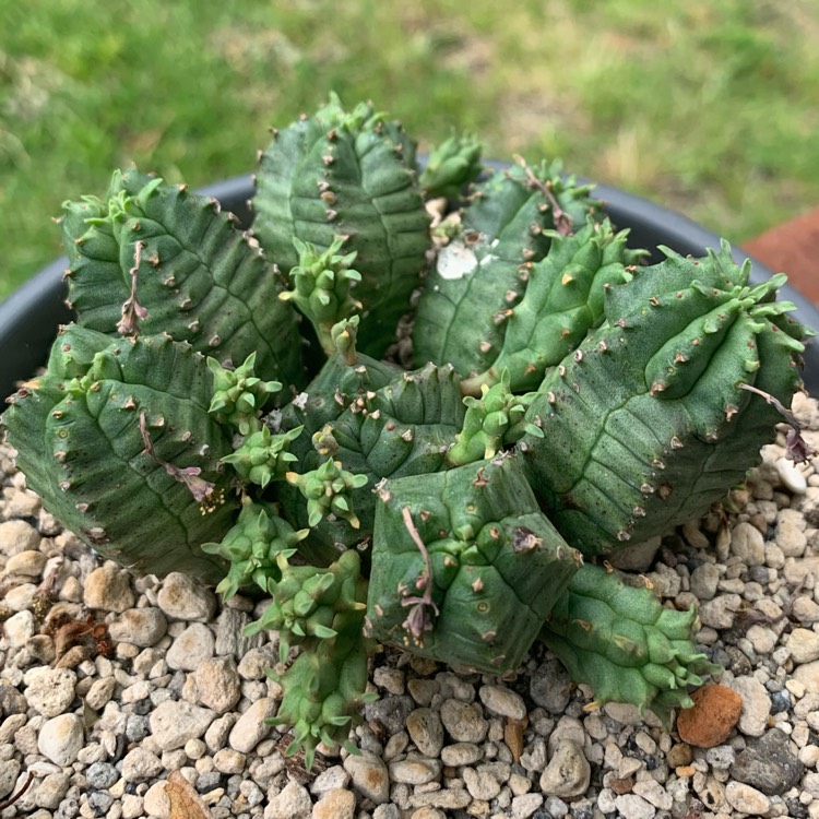 plant image 1190294