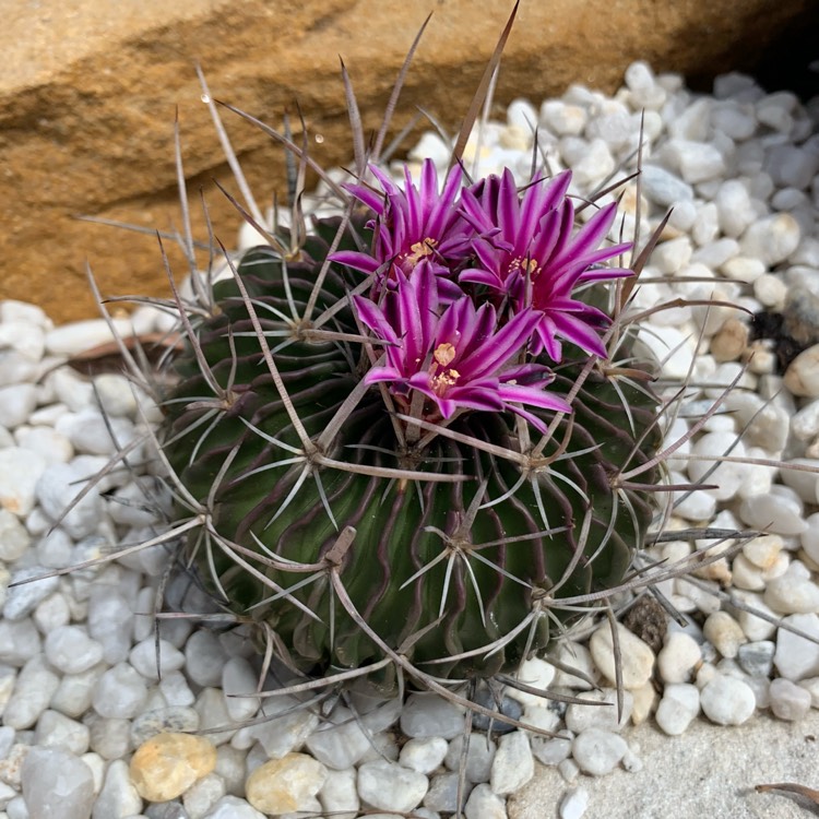 plant image 1395258 plant image 1395258