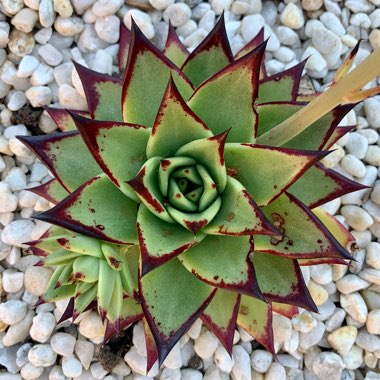 Echeveria Agavoides Ebony