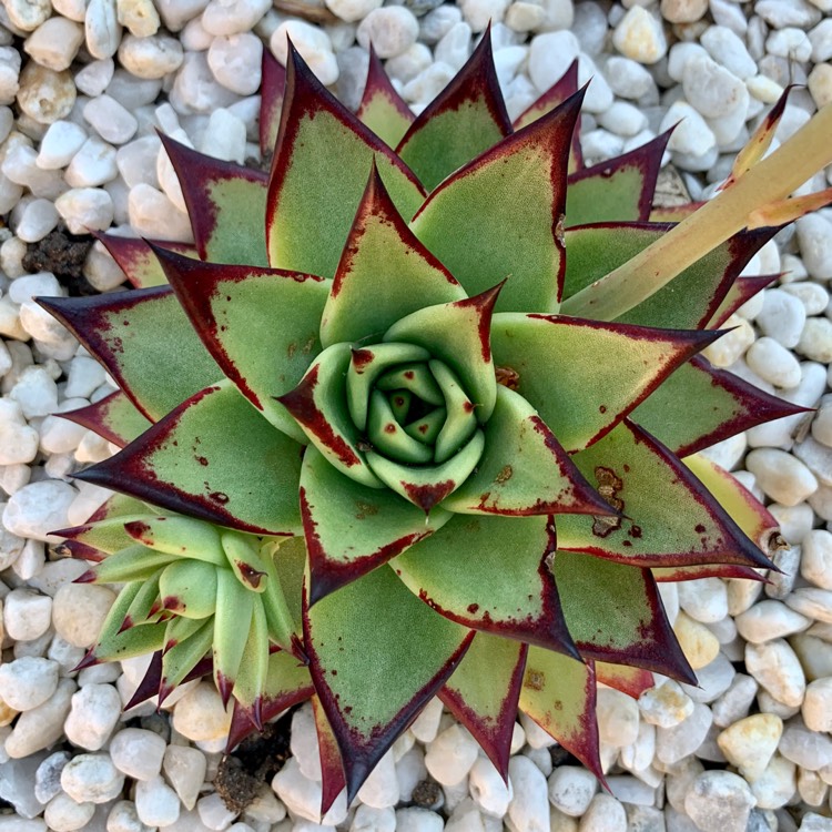 Plant image Echeveria Agavoides Ebony