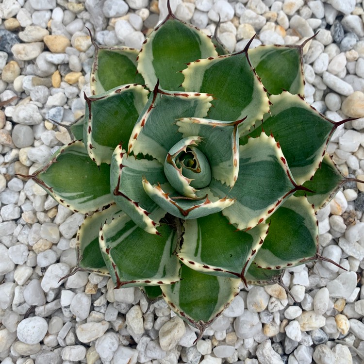 Plant image Agave 'Kissho Kan'