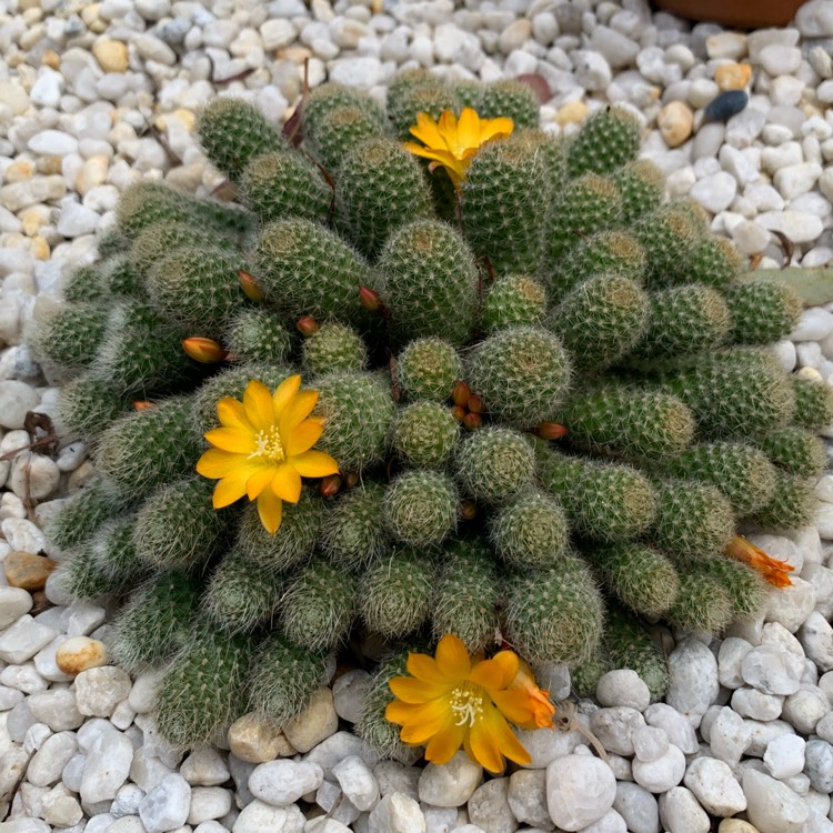 plant image 1407487