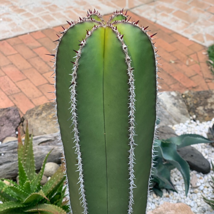 Plant image Pachycereus marginatus