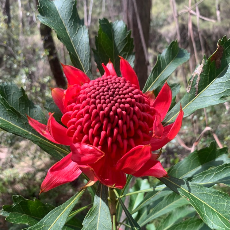 Plant image Telopea speciosissima