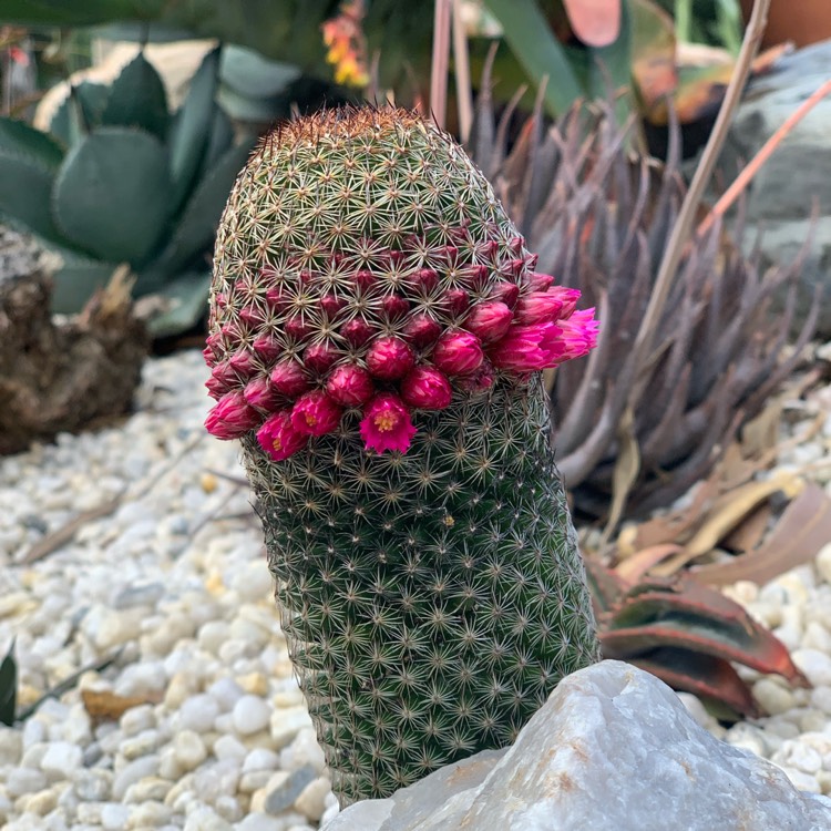 Plant image Mammillaria matudae