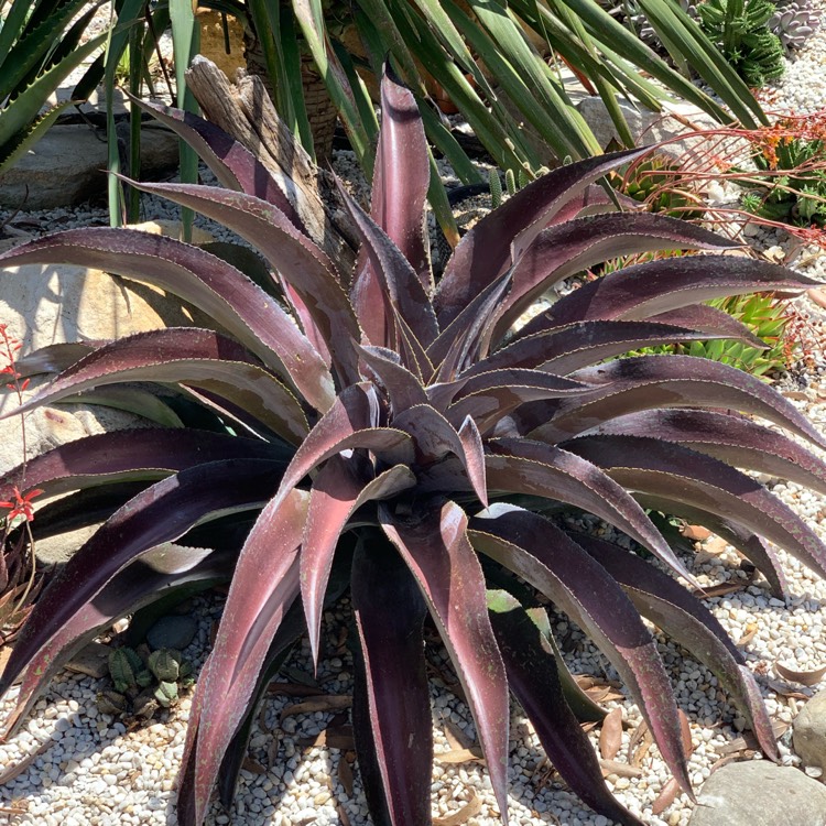Plant image Mangave Mission To Mars