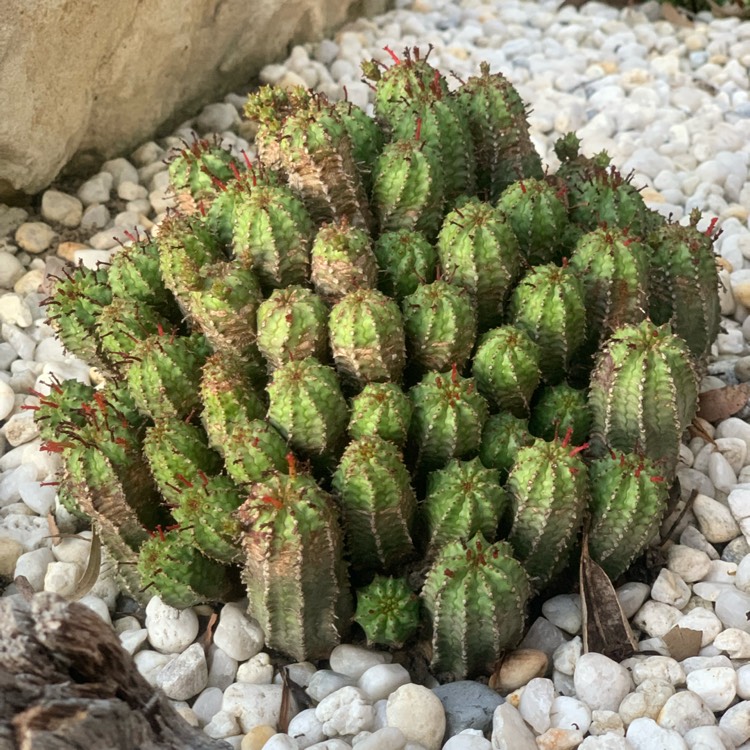 Plant image Euphorbia 'Green Elf' Monstrose
