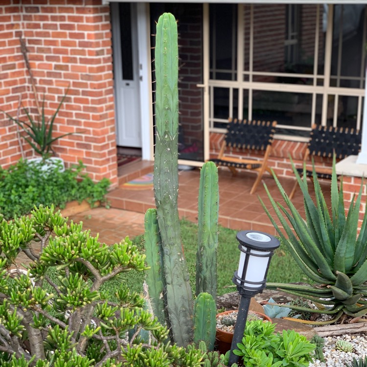 Plant image Trichocereus bridgesii monstrous 'Melted Wax'